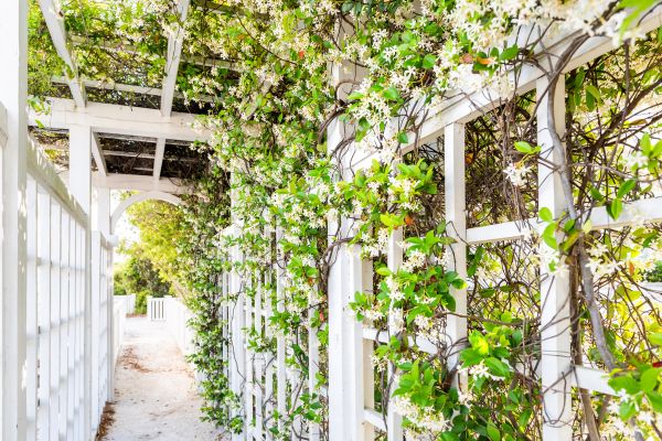 Trellis Repair in Huntersville