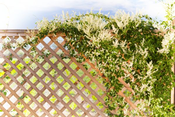 Lattice Repair in Huntersville