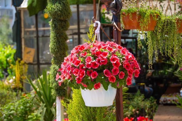 Cost of Hanging Planter Installation in Huntersville