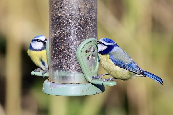Bird Feeder Mounting Service in Huntersville